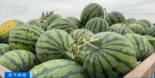 元禄现场吃瓜  第3张