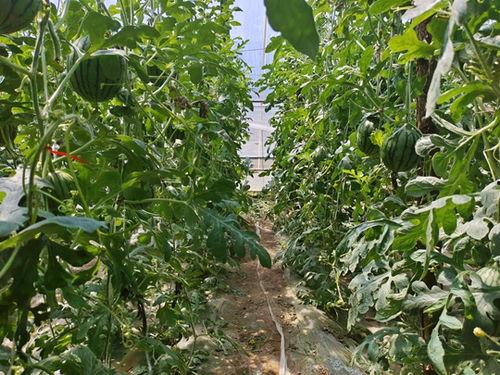 吃小吊瓜西瓜  第3张