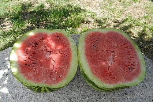 梦见在田里吃瓜,田中瓜香，揭秘梦境中的田园美食之旅  第2张