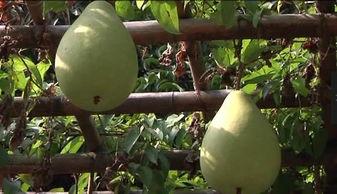 梦见在田里吃瓜,田中瓜香，揭秘梦境中的田园美食之旅  第3张