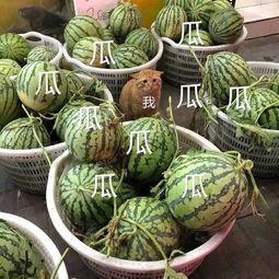 最新吃瓜报道,神秘事件背后真相揭秘 第2张 最新吃瓜报道,神秘事件背后真相揭秘 第2张