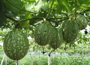 厦门吃瓜图片,一图览尽夏日休闲风情