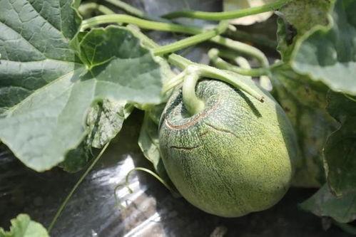 声控吃玉菇瓜,玉菇瓜的神秘诱惑  第2张