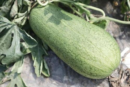 声控吃玉菇瓜,玉菇瓜的神秘诱惑  第3张