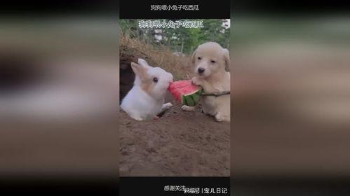 吃瓜的兔子是什么,网络迷因背后的故事