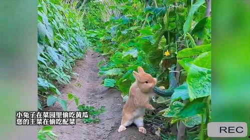 吃瓜的兔子是什么,网络迷因背后的故事 第3张 吃瓜的兔子是什么,网络迷因背后的故事 第3张