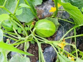 三越子吃瓜,揭秘娱乐圈背后的秘密  第3张