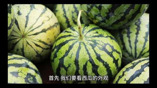 吃西瓜怎么挑好瓜,教你如何一眼挑出甜美佳品  第3张